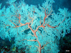 Melithaea