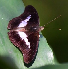Eulaceura osteria