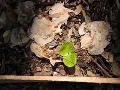 Aspidosperma megalocarpon