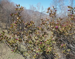 Rhododendron ledebourii