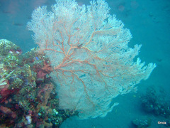 Melithaea