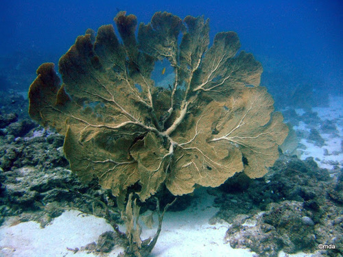 Soft Coral