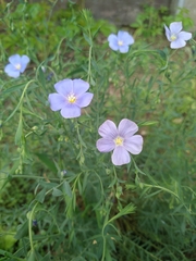 Linum pallescens