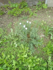 Linum pallescens