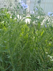 Linum pallescens