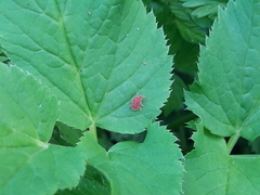 Trombidium holosericeum
