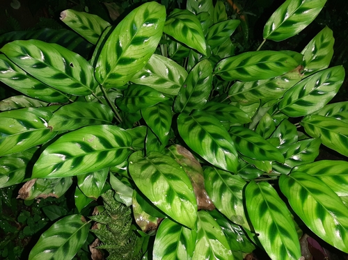 Maranta concinna