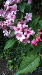 Weigela