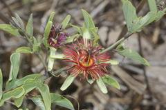 Passiflora mexicana