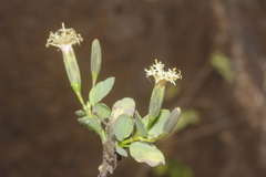 Porophyllum punctatum