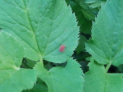 Trombidium holosericeum