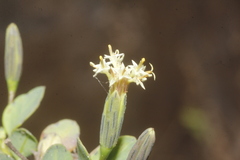 Porophyllum punctatum
