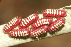 Eumaeus toxea