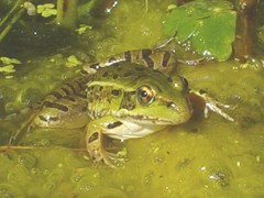 Lithobates spectabilis