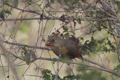 Cardinalis cardinalis mariae