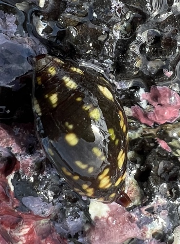 Strigatella litterata observed 2024-05-05