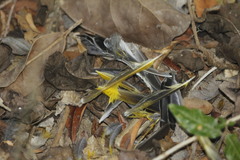 Icterus pustulatus graysonii