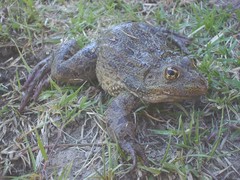 Lithobates montezumae