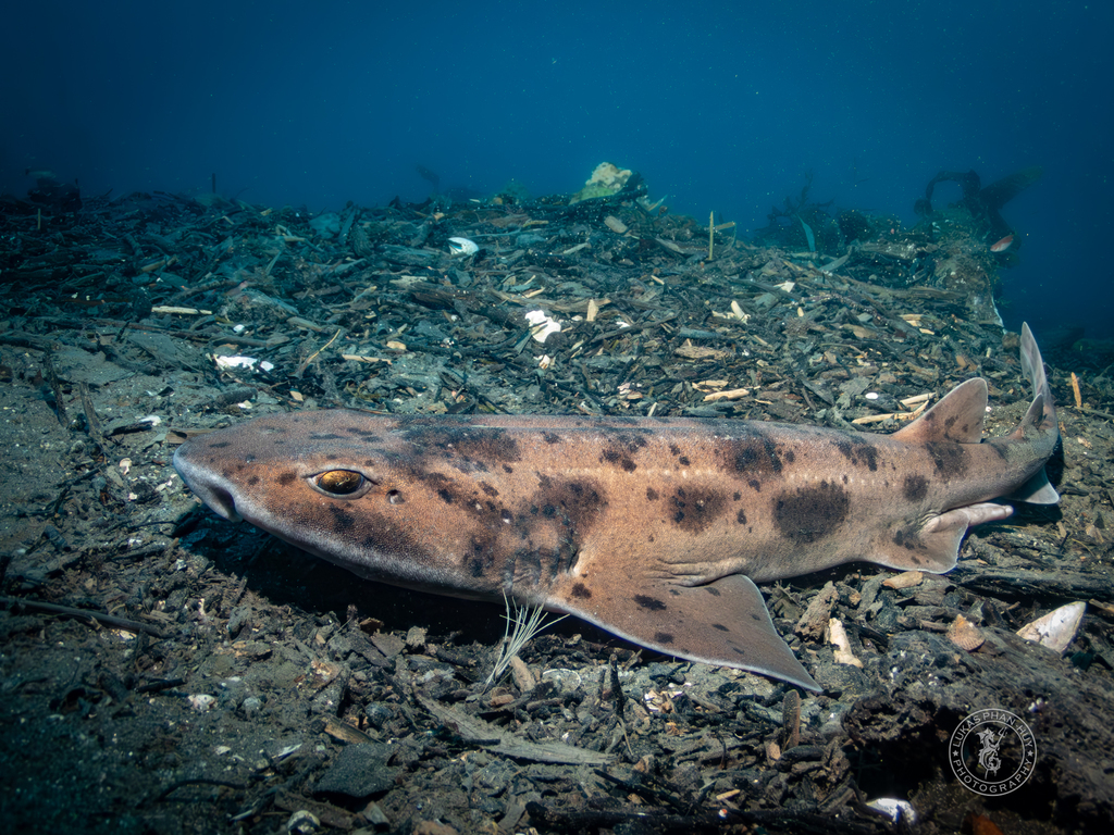 Draughtsboard shark (Cephaloscyllium isabellum) — Scyliorhinidae