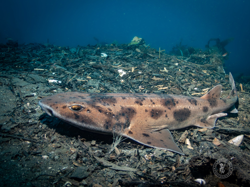 Draughtsboard shark (Cephaloscyllium isabellum) — Scyliorhinidae