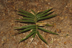 Zamia loddigesii