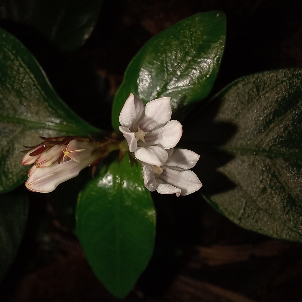 Spigelia beyrichiana