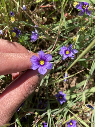 iNaturalist observation photo of western blue-eyed grass