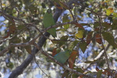 Forpus cyanopygius insularis