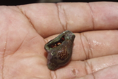 Calcinus californiensis