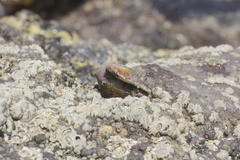 Calcinus californiensis