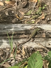 Aspidoscelis laredoensis