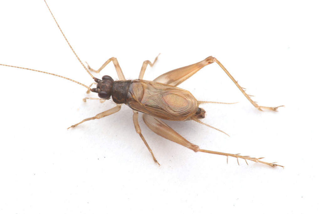 Paratrigonidium striatum