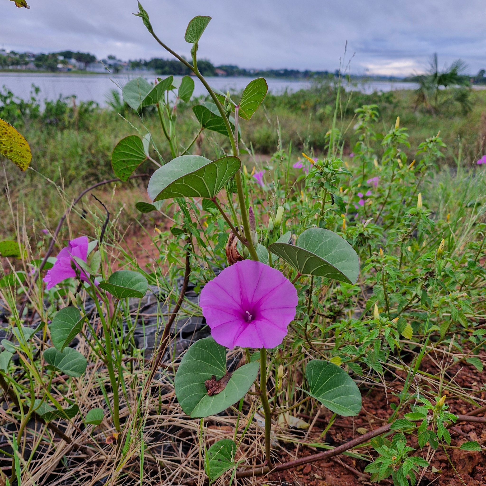 Ipomoea asarifolia