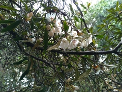Rhododendron formosanum