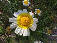 Glebionis coronaria discolor