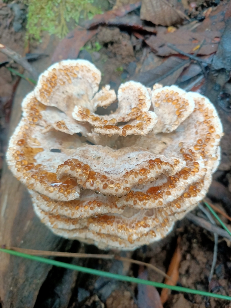 Ryvardenia