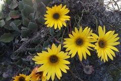 Arctotis angustifolia