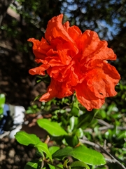 Punica granatum