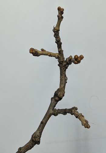 Oak Twigs