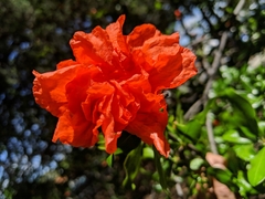Punica granatum