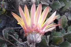 Arctotis angustifolia