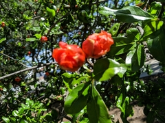 Punica granatum