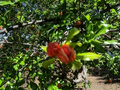 Punica granatum