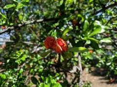 Punica granatum