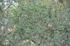 Schinus fasciculata, photograph Lauu, CC BY, iNaturalist via GBIF