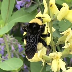 Bombus pensylvanicus