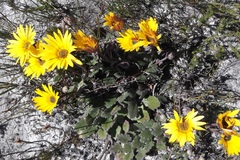 Arctotis angustifolia