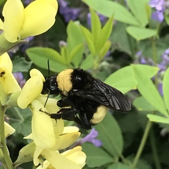 Bombus pensylvanicus