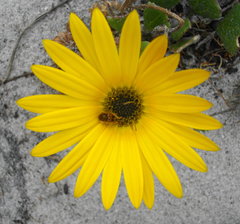 Arctotis angustifolia