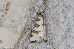 Conchylodes octonalis